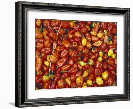 Hot Red Pepper at the Local Market, Madagascar-Michele Molinari-Framed Photographic Print