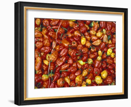 Hot Red Pepper at the Local Market, Madagascar-Michele Molinari-Framed Photographic Print