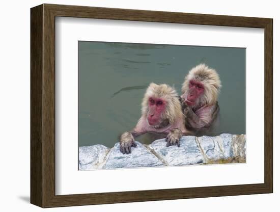 Hot-tubbing monkeys, Hakodate, Hokkaido, Japan, Asia-Michael Runkel-Framed Photographic Print