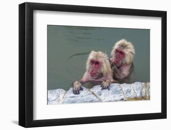 Hot-tubbing monkeys, Hakodate, Hokkaido, Japan, Asia-Michael Runkel-Framed Photographic Print