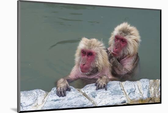 Hot-tubbing monkeys, Hakodate, Hokkaido, Japan, Asia-Michael Runkel-Mounted Photographic Print