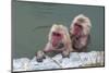 Hot-tubbing monkeys, Hakodate, Hokkaido, Japan, Asia-Michael Runkel-Mounted Photographic Print