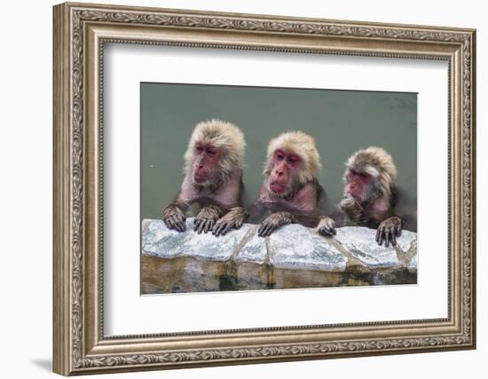 Hot-tubbing monkeys, Hakodate, Hokkaido, Japan, Asia-Michael Runkel-Framed Photographic Print