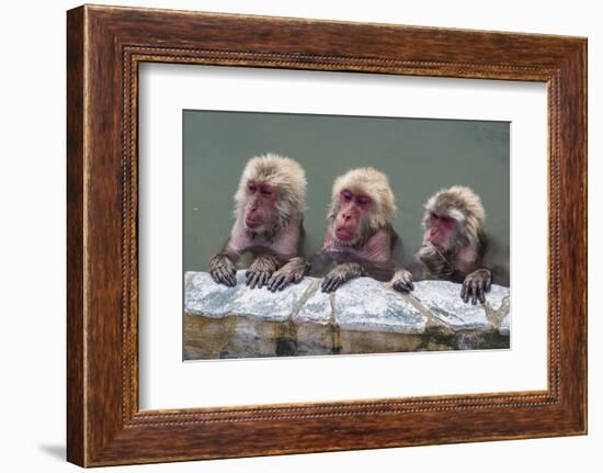 Hot-tubbing monkeys, Hakodate, Hokkaido, Japan, Asia-Michael Runkel-Framed Photographic Print