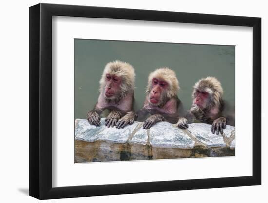 Hot-tubbing monkeys, Hakodate, Hokkaido, Japan, Asia-Michael Runkel-Framed Photographic Print