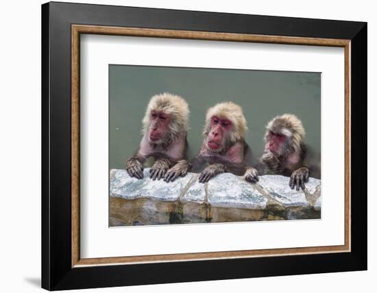 Hot-tubbing monkeys, Hakodate, Hokkaido, Japan, Asia-Michael Runkel-Framed Photographic Print