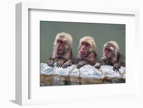 Hot-tubbing monkeys, Hakodate, Hokkaido, Japan, Asia-Michael Runkel-Framed Photographic Print