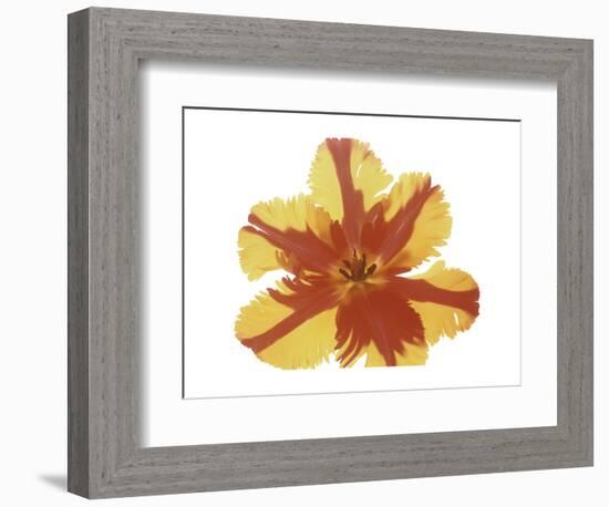 Hot Tulip Blossom-Albert Koetsier-Framed Premium Giclee Print