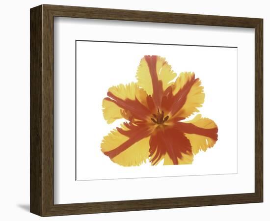 Hot Tulip Blossom-Albert Koetsier-Framed Premium Giclee Print