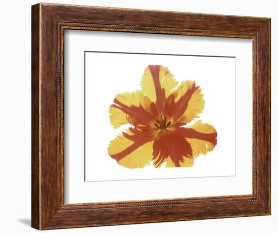 Hot Tulip Blossom-Albert Koetsier-Framed Premium Giclee Print