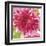 Hothouse Brights II-Sandra Jacobs-Framed Giclee Print