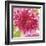 Hothouse Brights II-Sandra Jacobs-Framed Giclee Print