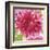 Hothouse Brights II-Sandra Jacobs-Framed Giclee Print