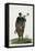 Hottentot Man, Africa-null-Framed Premier Image Canvas