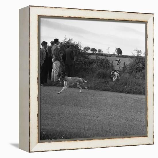 Hound Trailing, One of Cumbrias Oldest and Most Popular Sports, Keswick, 2nd July 1962-Michael Walters-Framed Premier Image Canvas