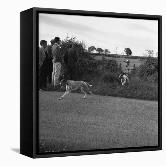 Hound Trailing, One of Cumbrias Oldest and Most Popular Sports, Keswick, 2nd July 1962-Michael Walters-Framed Premier Image Canvas