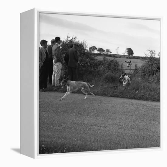 Hound Trailing, One of Cumbrias Oldest and Most Popular Sports, Keswick, 2nd July 1962-Michael Walters-Framed Premier Image Canvas