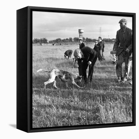 Hound Trailing, One of Cumbrias Oldest and Most Popular Sports, Keswick, 2nd July 1962-Michael Walters-Framed Premier Image Canvas