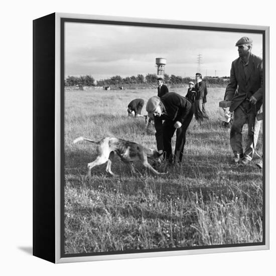 Hound Trailing, One of Cumbrias Oldest and Most Popular Sports, Keswick, 2nd July 1962-Michael Walters-Framed Premier Image Canvas