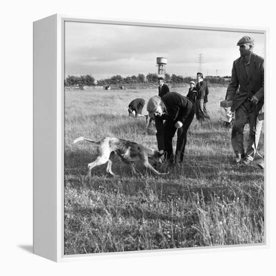 Hound Trailing, One of Cumbrias Oldest and Most Popular Sports, Keswick, 2nd July 1962-Michael Walters-Framed Premier Image Canvas