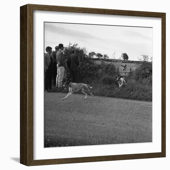 Hound Trailing, One of Cumbrias Oldest and Most Popular Sports, Keswick, 2nd July 1962-Michael Walters-Framed Photographic Print