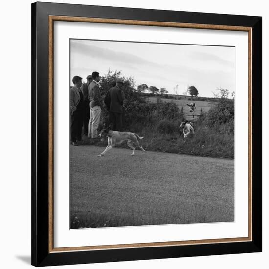 Hound Trailing, One of Cumbrias Oldest and Most Popular Sports, Keswick, 2nd July 1962-Michael Walters-Framed Photographic Print