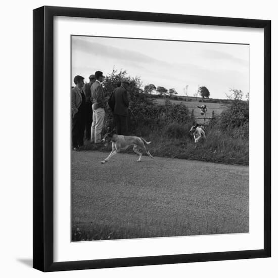 Hound Trailing, One of Cumbrias Oldest and Most Popular Sports, Keswick, 2nd July 1962-Michael Walters-Framed Photographic Print