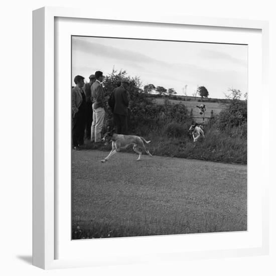 Hound Trailing, One of Cumbrias Oldest and Most Popular Sports, Keswick, 2nd July 1962-Michael Walters-Framed Photographic Print