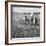 Hound Trailing, One of Cumbrias Oldest and Most Popular Sports, Keswick, 2nd July 1962-Michael Walters-Framed Photographic Print