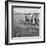 Hound Trailing, One of Cumbrias Oldest and Most Popular Sports, Keswick, 2nd July 1962-Michael Walters-Framed Photographic Print