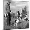 Hound Trailing, One of Cumbrias Oldest and Most Popular Sports, Keswick, 2nd July 1962-Michael Walters-Mounted Photographic Print