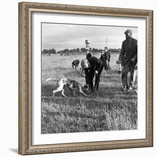 Hound Trailing, One of Cumbrias Oldest and Most Popular Sports, Keswick, 2nd July 1962-Michael Walters-Framed Photographic Print