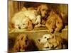 Hounds in a Kennel-Edwin Henry Landseer-Mounted Giclee Print