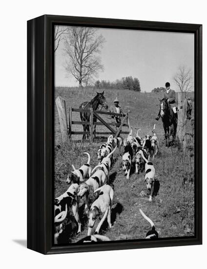 Hounds on a Fox Hunt-Peter Stackpole-Framed Premier Image Canvas