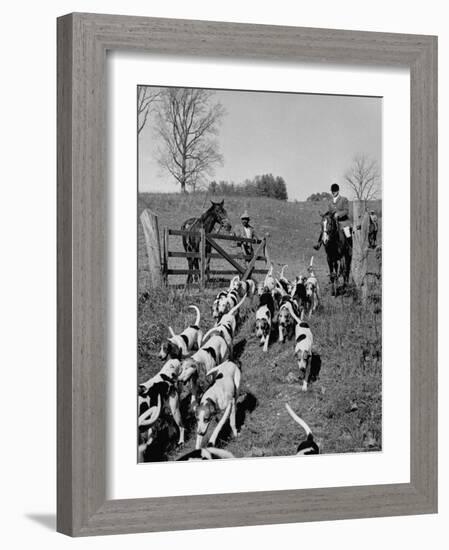 Hounds on a Fox Hunt-Peter Stackpole-Framed Photographic Print