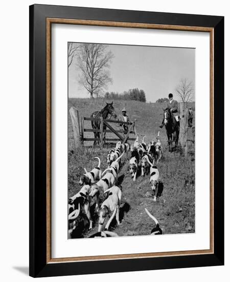 Hounds on a Fox Hunt-Peter Stackpole-Framed Photographic Print