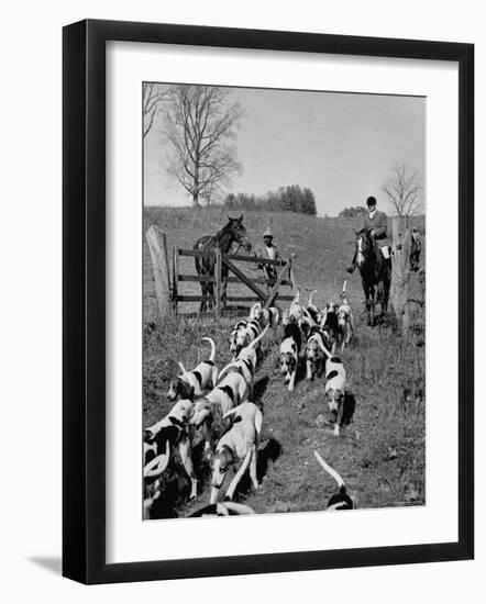 Hounds on a Fox Hunt-Peter Stackpole-Framed Photographic Print