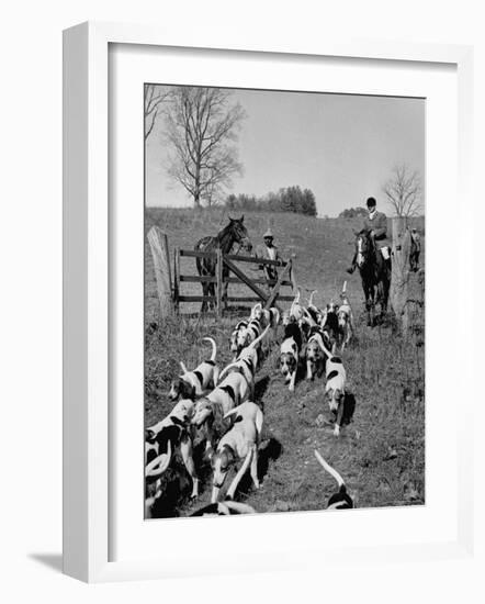 Hounds on a Fox Hunt-Peter Stackpole-Framed Photographic Print