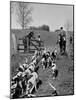 Hounds on a Fox Hunt-Peter Stackpole-Mounted Photographic Print