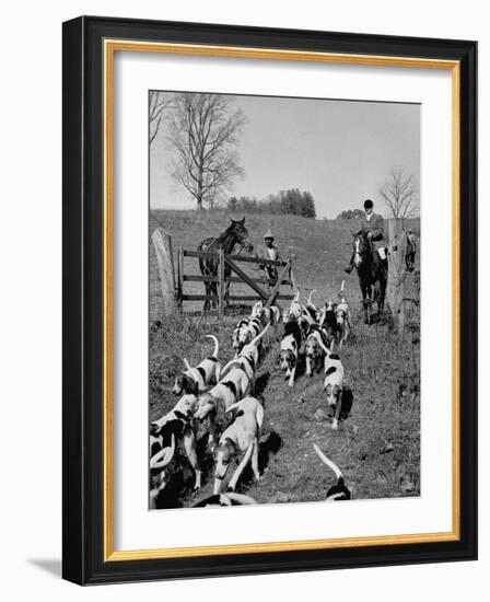 Hounds on a Fox Hunt-Peter Stackpole-Framed Photographic Print