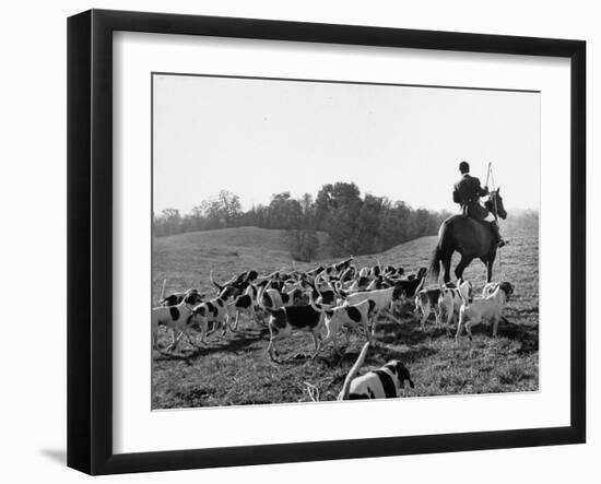 Hounds on a Fox Hunt-Peter Stackpole-Framed Photographic Print