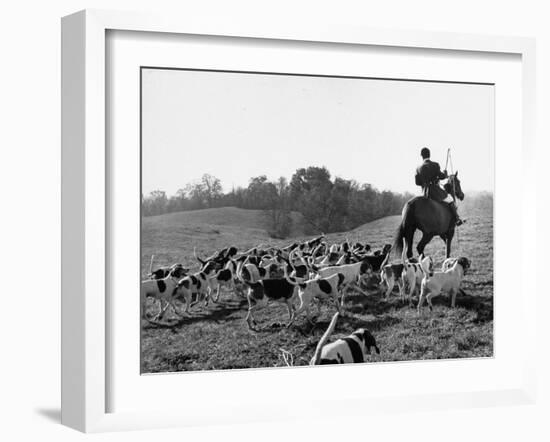 Hounds on a Fox Hunt-Peter Stackpole-Framed Photographic Print