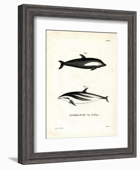 Hourglass Dolphin-null-Framed Giclee Print