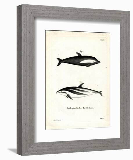 Hourglass Dolphin-null-Framed Giclee Print