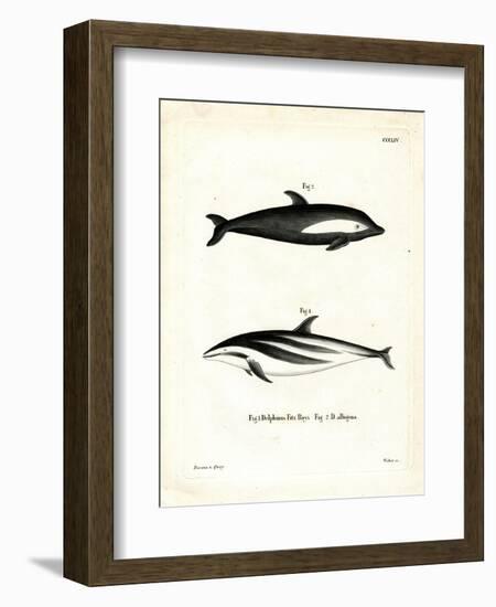 Hourglass Dolphin-null-Framed Giclee Print