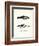 Hourglass Dolphin-null-Framed Giclee Print