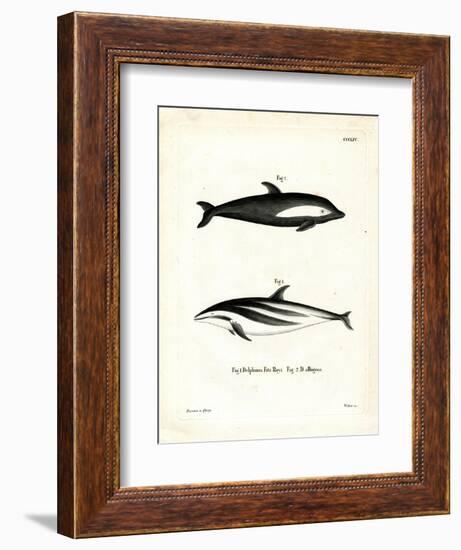 Hourglass Dolphin-null-Framed Giclee Print