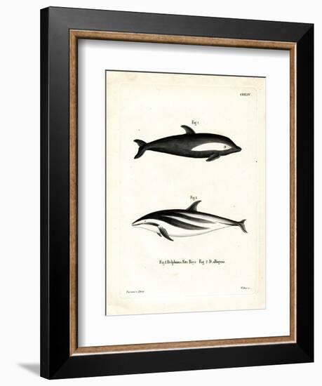 Hourglass Dolphin-null-Framed Giclee Print