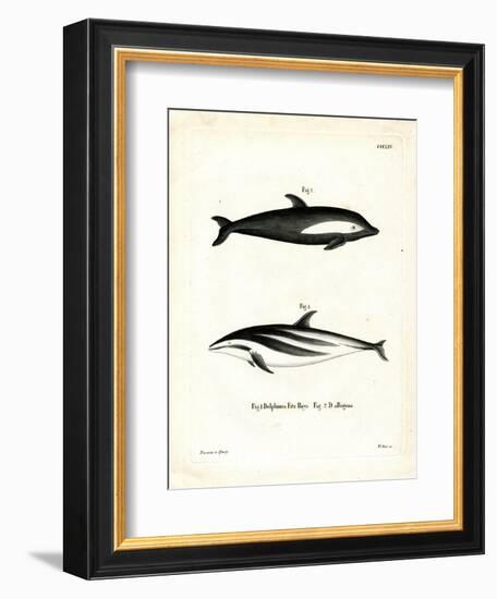 Hourglass Dolphin-null-Framed Giclee Print