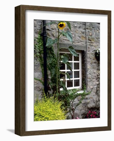 House and Sunflower, Yorkshire Dales National Park, Yorkshire, England, United Kingdom, Europe-Patrick Dieudonne-Framed Photographic Print